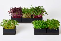 Tiny Garden designsæt med 3 bakker og hampemåtter